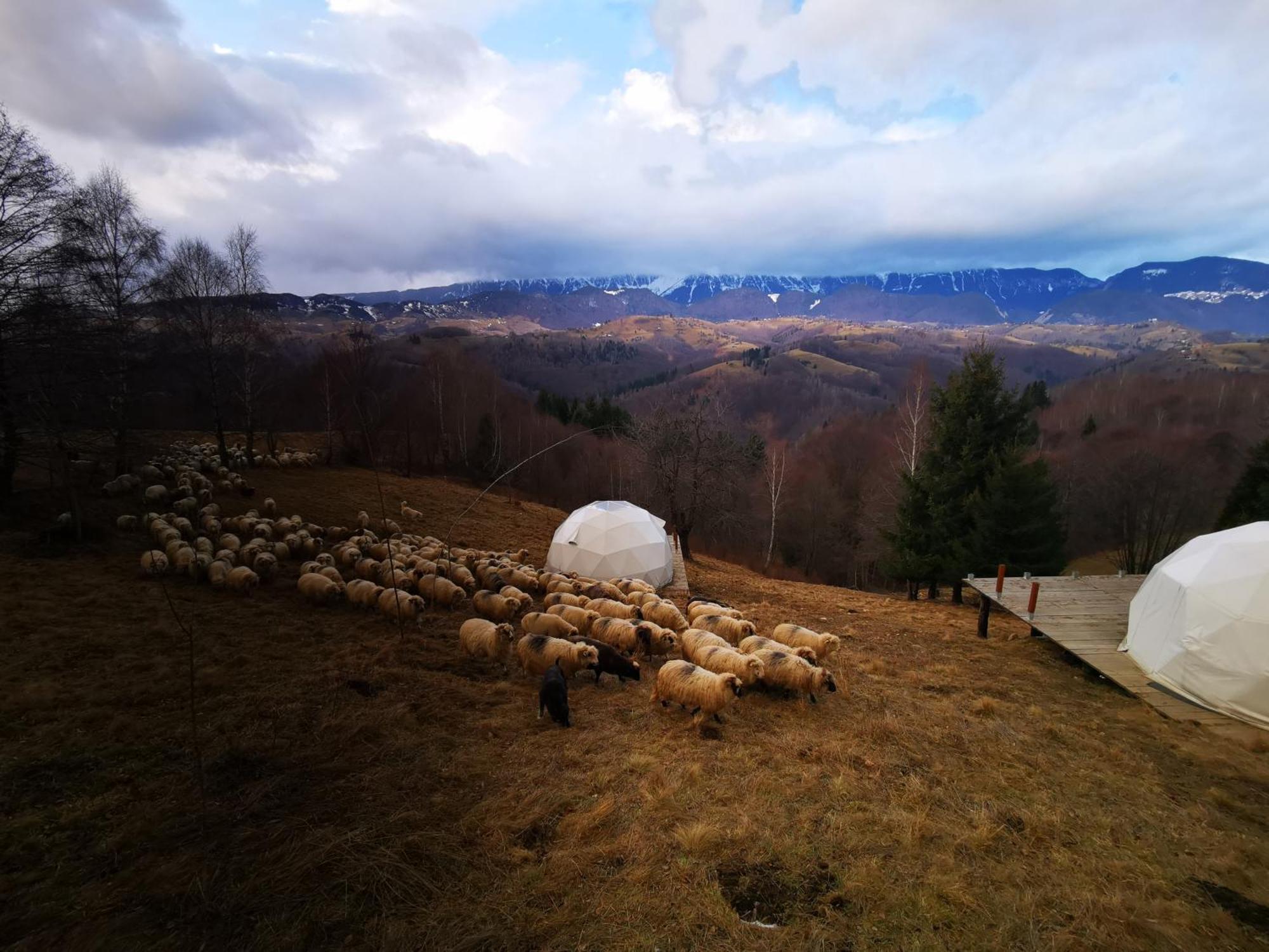 Glamping Zazen Drumu Carului